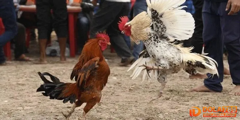 Kỹ năng cần thiết khi chơi đá gà cựa dao