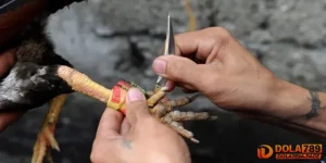 Đá Gà Cựa Dao