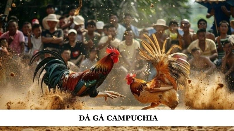 Đá gà Campuchia