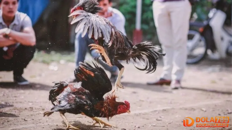 Tăng cường kỹ năng quan sát