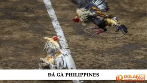 Đá gà Philippines