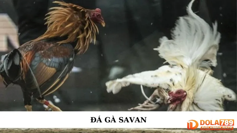 Đá gà Savan